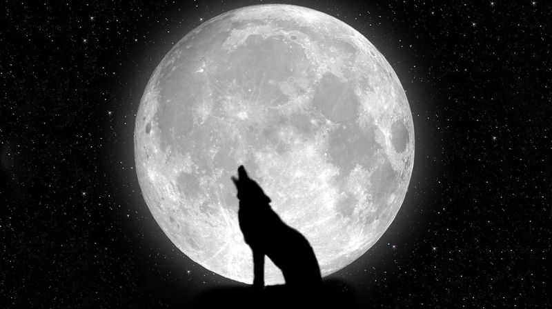 The Black Wolf's Secret Moon Ritual