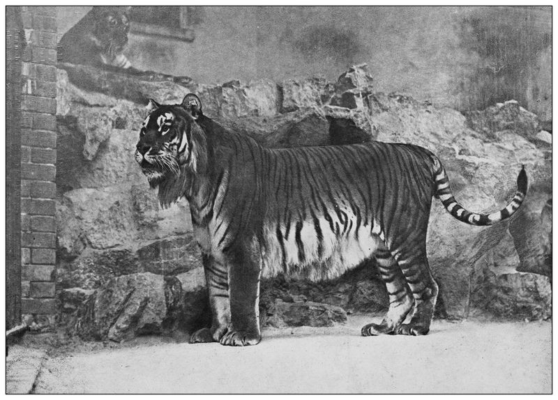 The Caspian Tiger