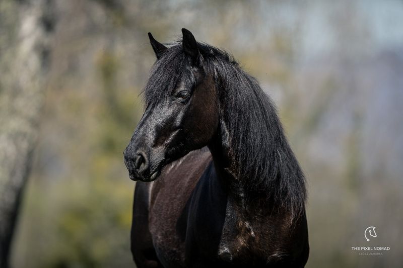 The Cultural Impact of Horse Breeds