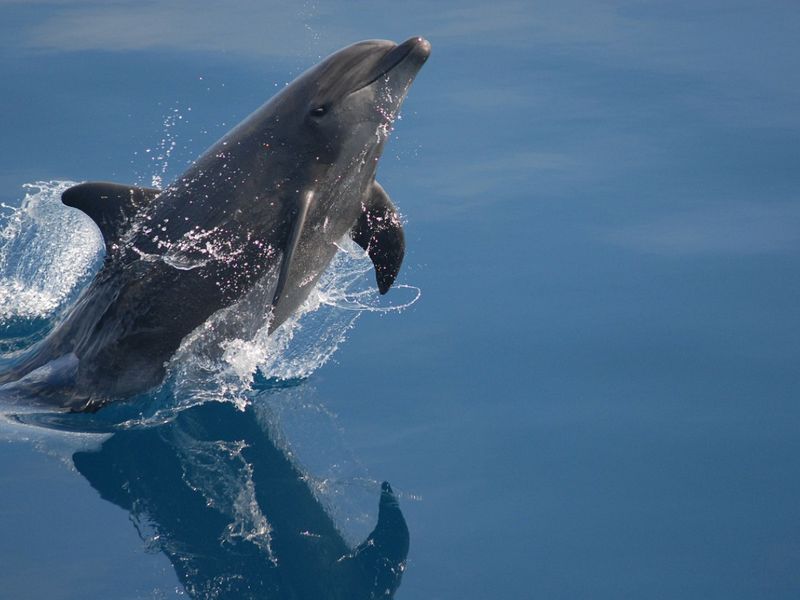 The Dream Patterns of Dolphins