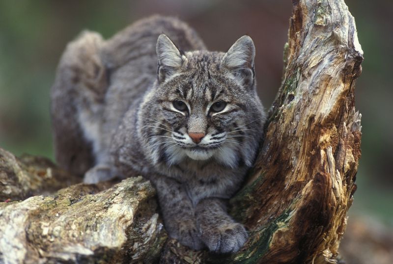 The Ecological Role of Bobcats