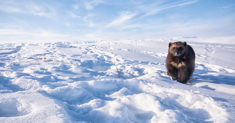 The Elusive Nature of Wolverines