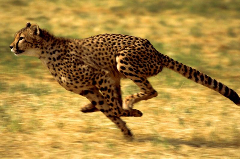 The Fastest Land Animal