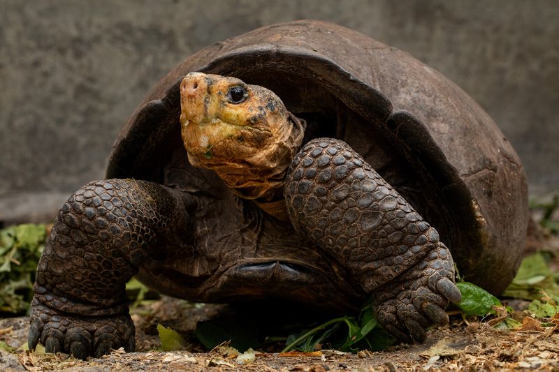 The Fernandina Giant Tortoise