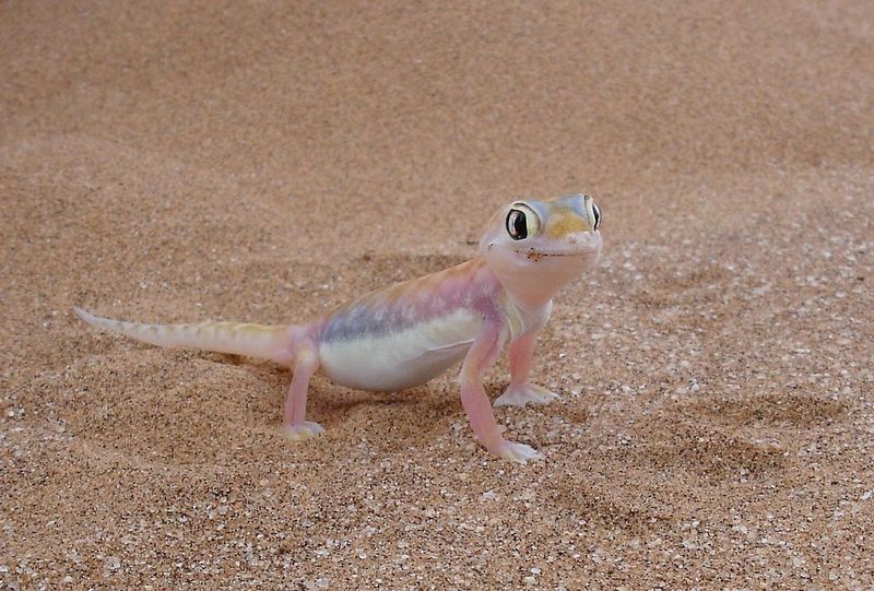 The Fiery Sand Gecko