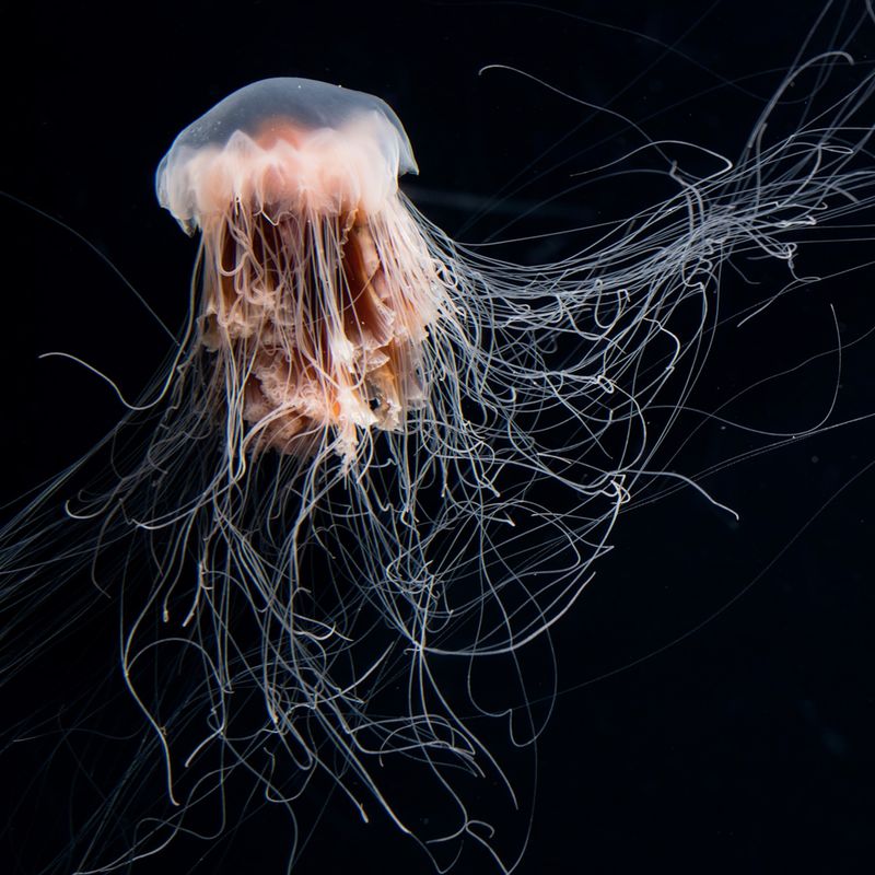 The Immortal Jellyfish