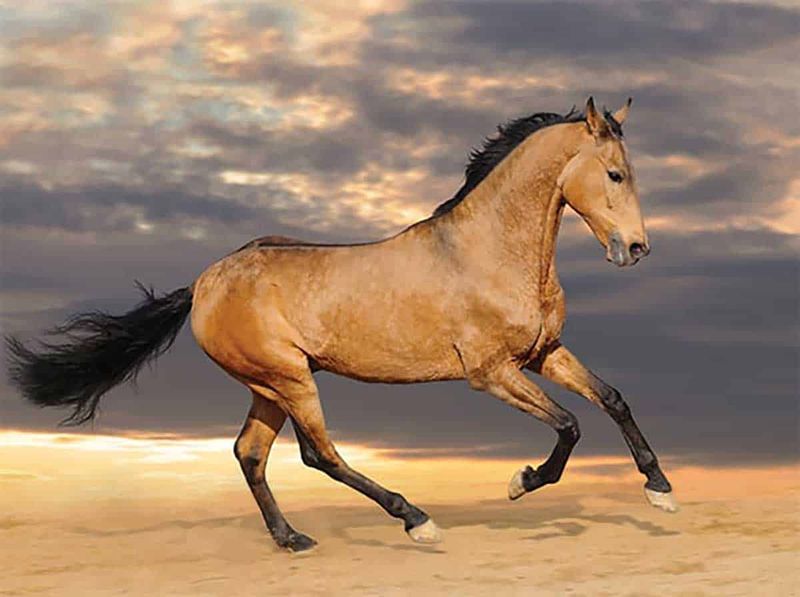 The Influence of Spanish Horses