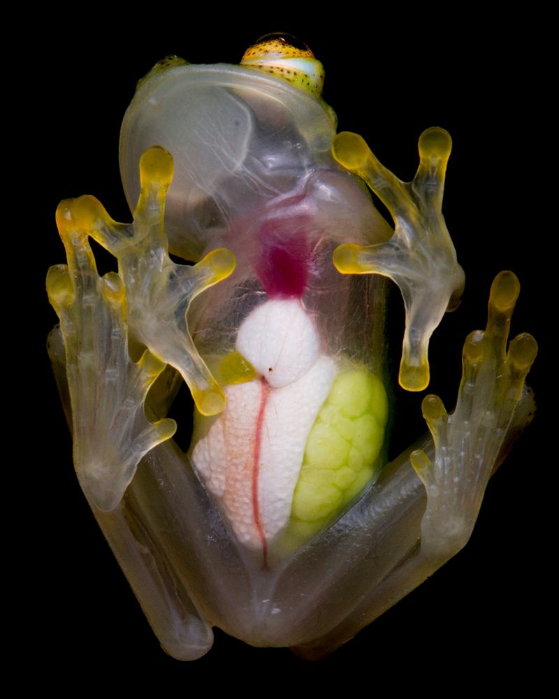 The Invisibility of the Glass Frog