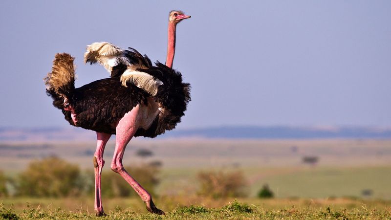 The Largest Bird