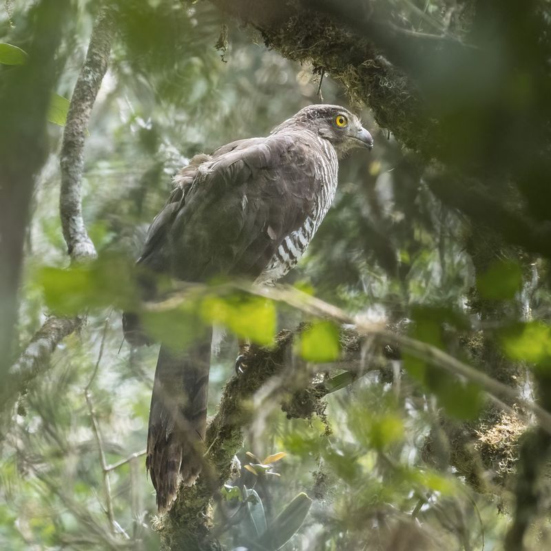 The Madagascar Serpent Eagle