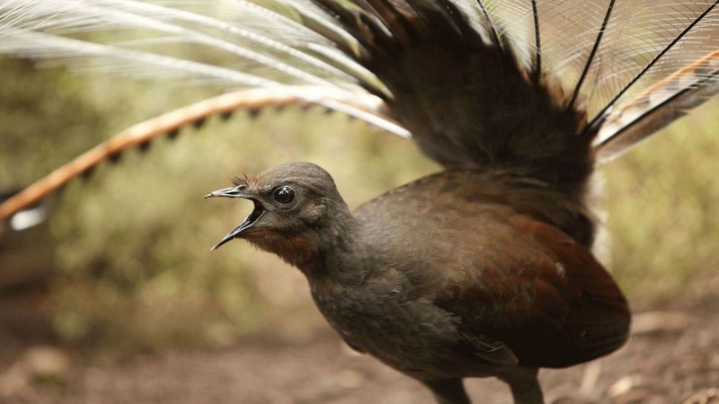 The Mimicry of Lyrebirds