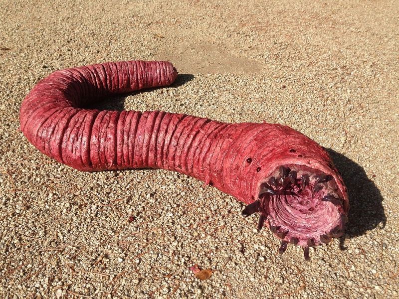 The Mongolian Death Worm