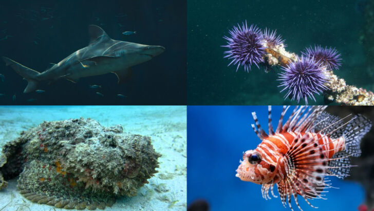 25 Of The Most Dangerous Creatures Lurking in U.S. Waters