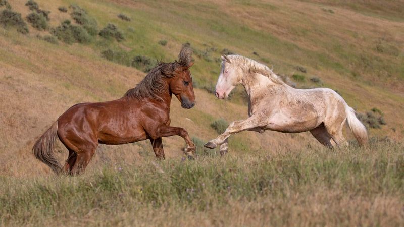 The Mustang: America's Wild Horse