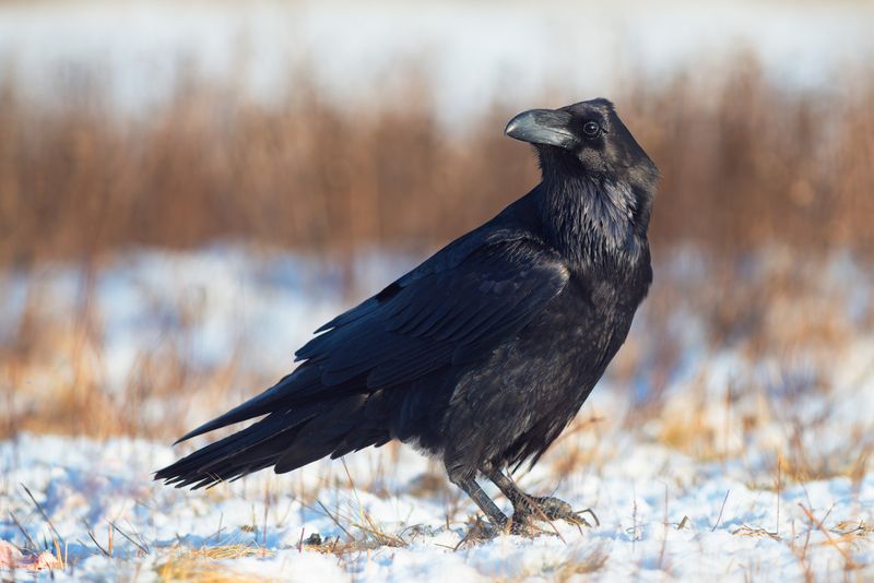 The Mystery of Ravens' Intelligence