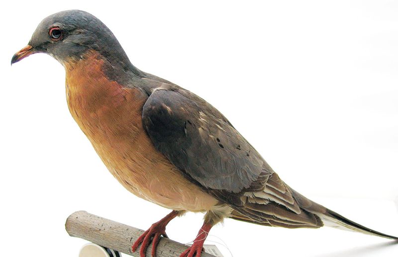 The Passenger Pigeon