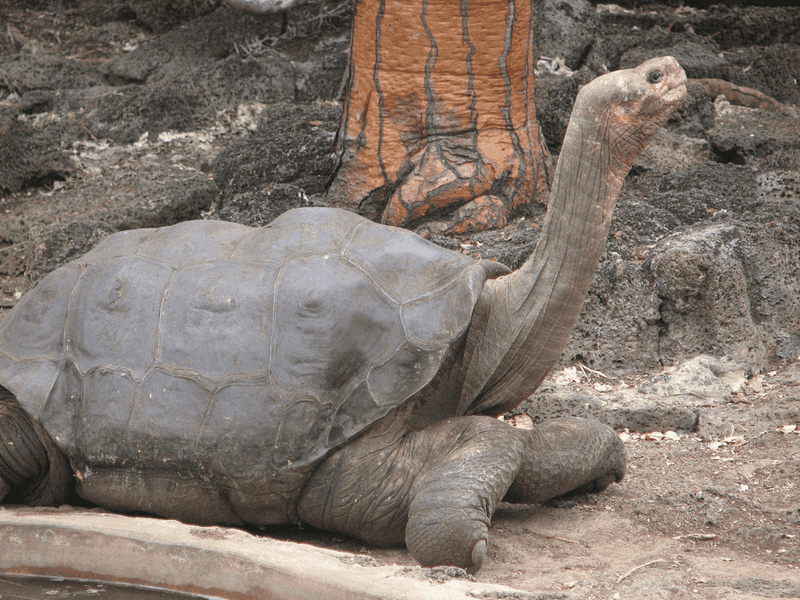 The Pinta Island Tortoise