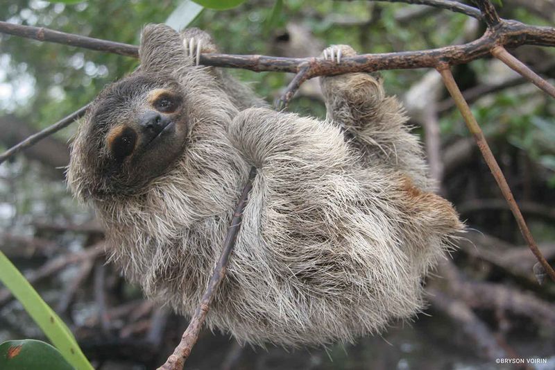 The Pygmy Three-toed Sloth