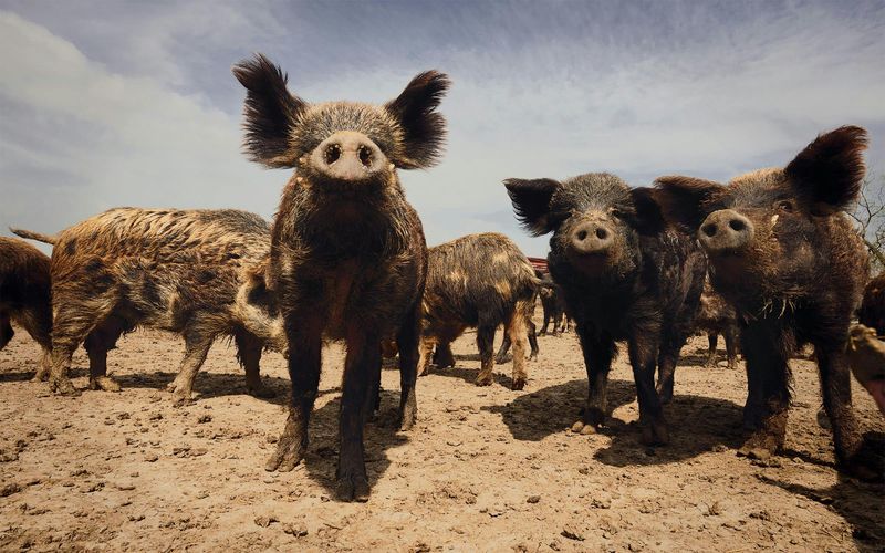 The Rapid Expansion of Feral Hogs