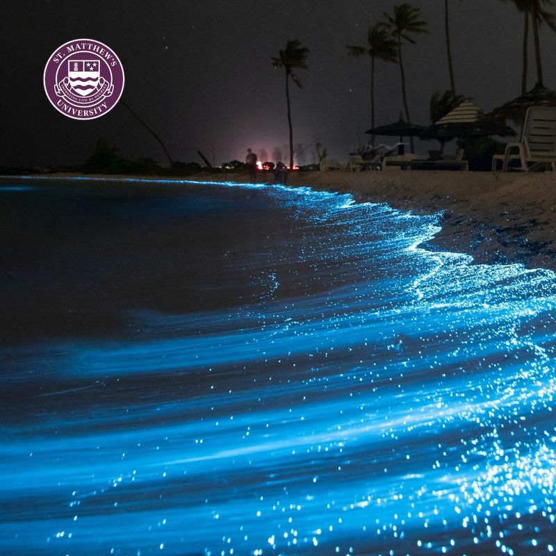 The Secret of Bioluminescent Bays