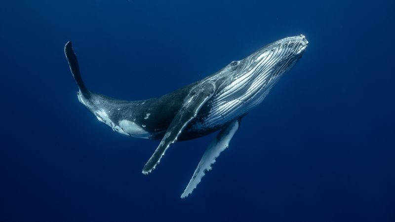 The Singing of Whales