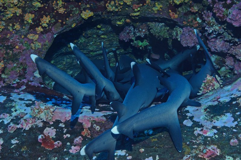 The Sleeping Patterns of Sharks