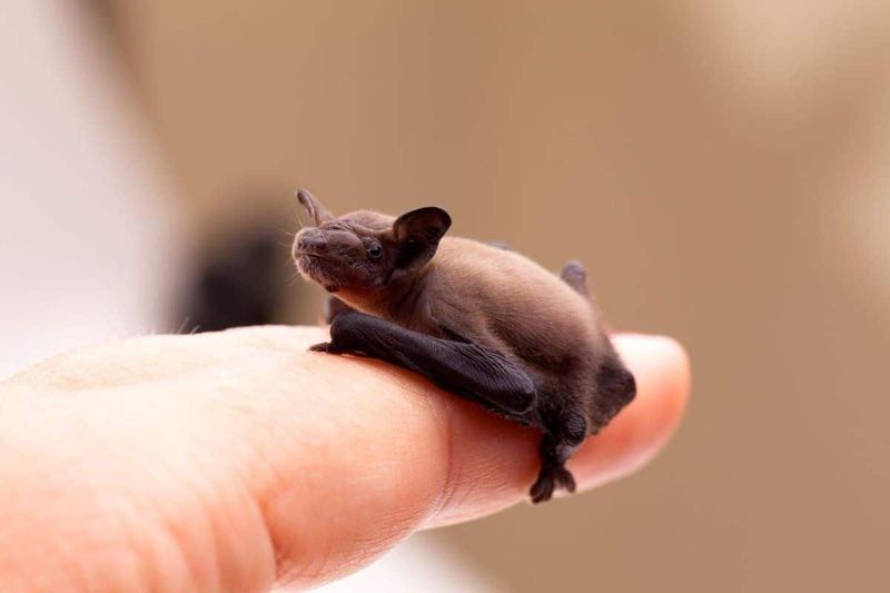 The Smallest Mammal