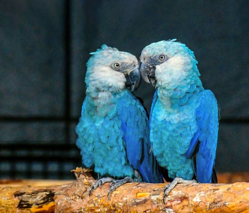 The Spix's Macaw