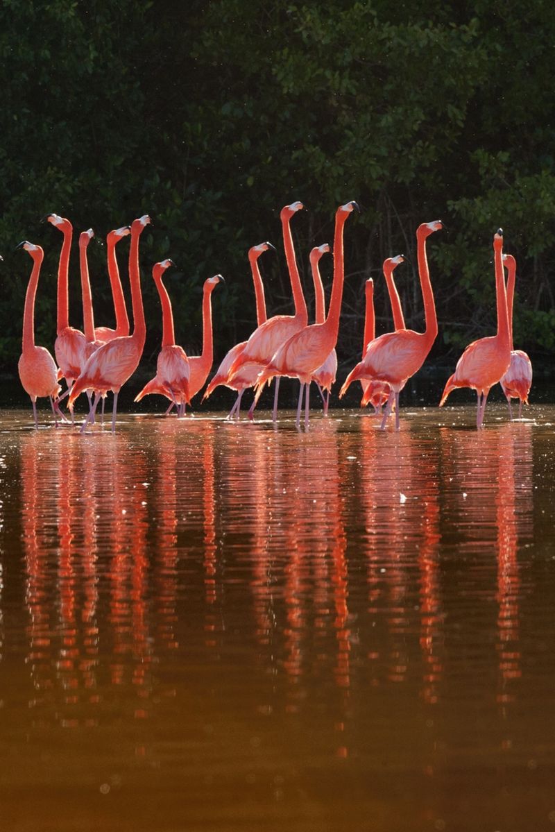 The Stilt-Legged Flamingo of the Great Salt Lake