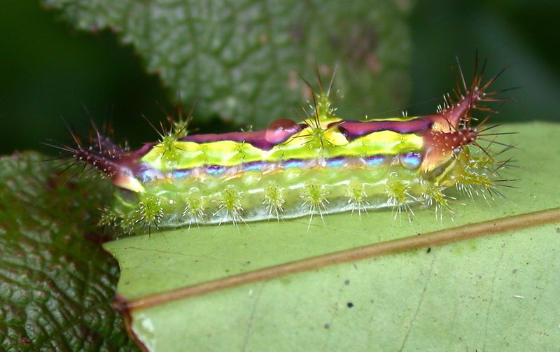 The Stinging Nettle Caterpillar