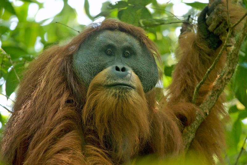 The Tapanuli Orangutan