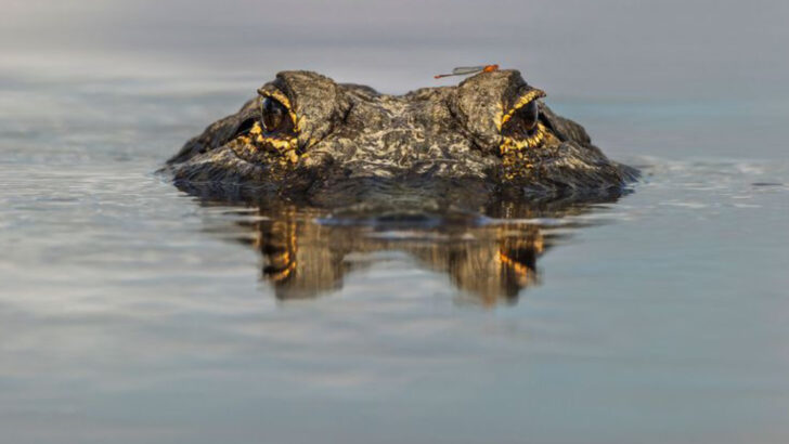 The U.S. States Home to the Biggest Alligator Populations