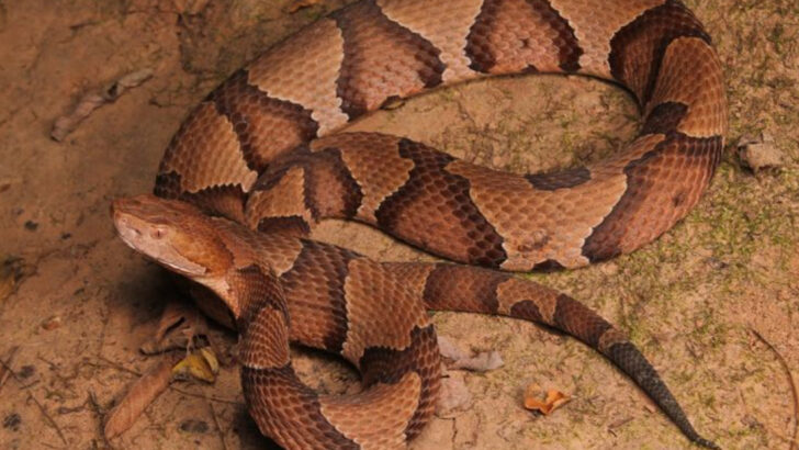 The U.S. States Where Copperhead Snakes Are Most Common—and Most Dangerous