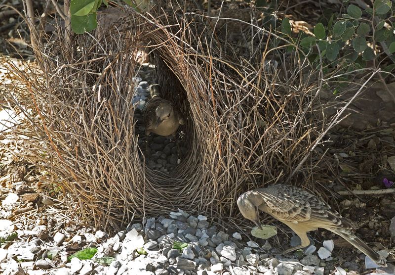 The Unusual Architecture of Bowerbirds