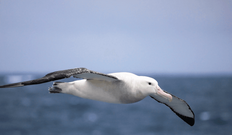 The Wandering Albatross's Long Flights