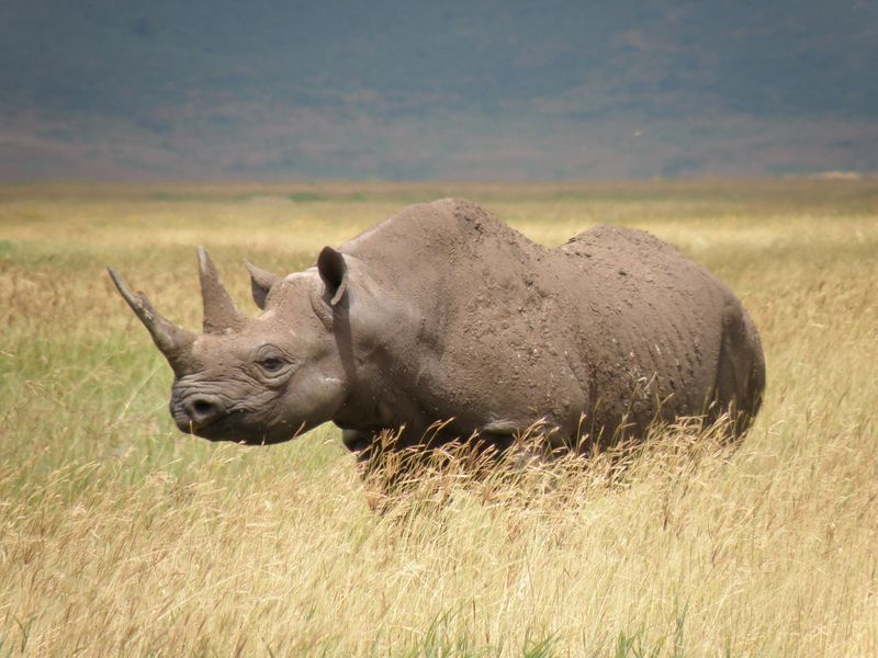 The Western Black Rhinoceros