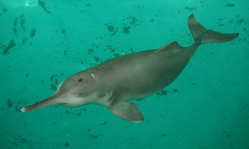 The Yangtze River Dolphin