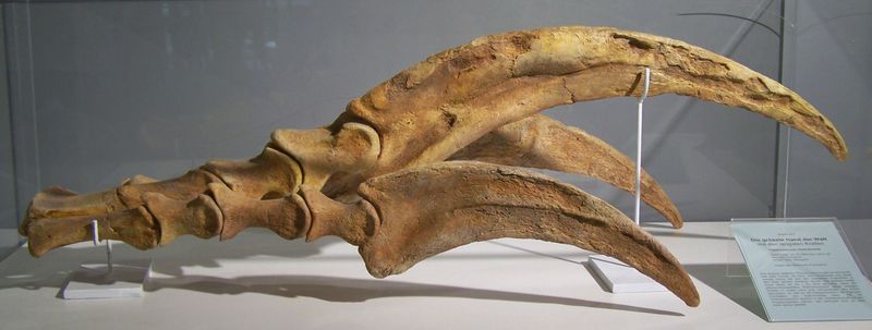 Therizinosaurus Claw