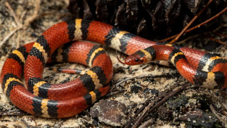 These 15 Snakes Only Live On The East Coast