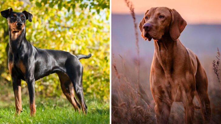 These Are the 22 Healthiest Dog Breeds