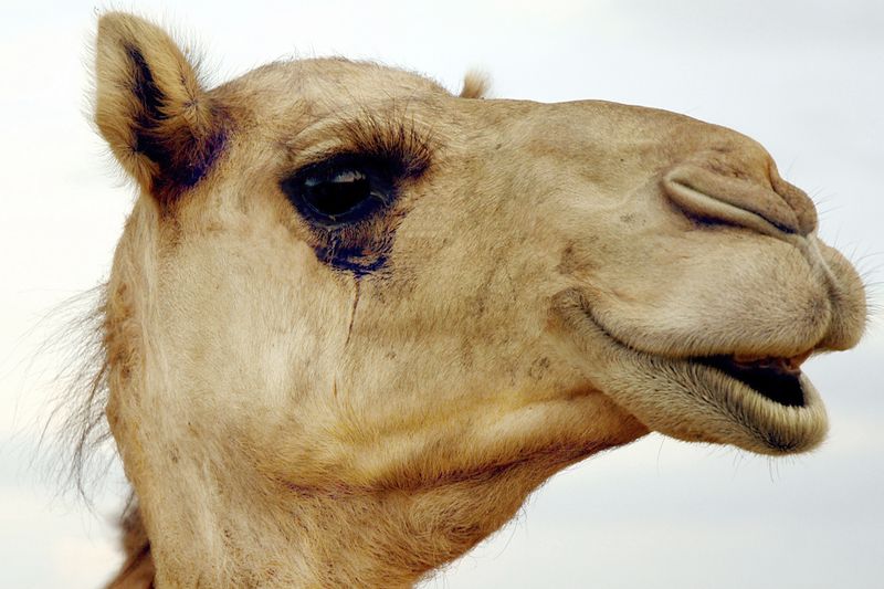 Thick Eyelashes