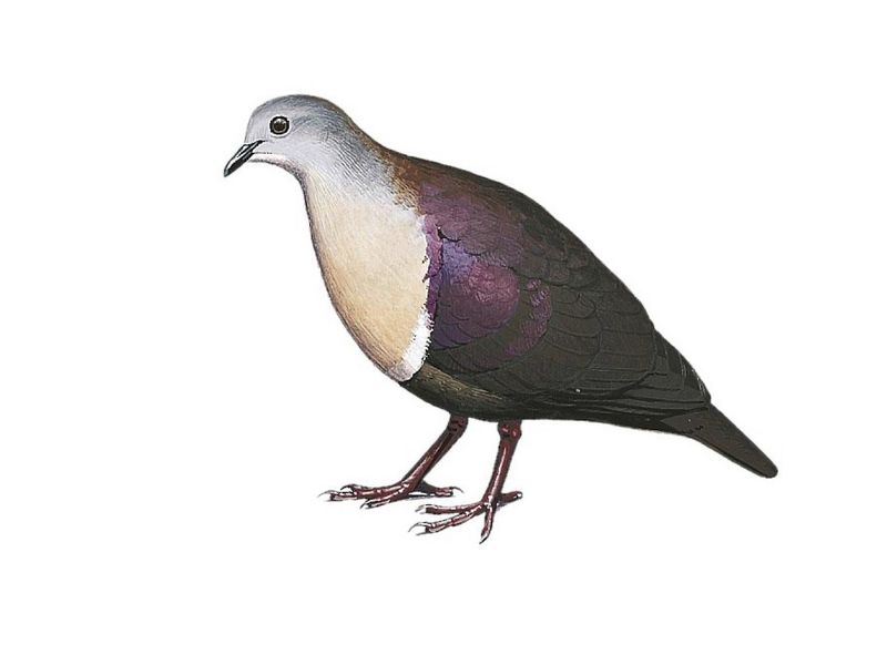 Thick-billed Ground Dove