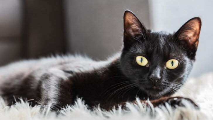 Things That Make Black Cats Some of the Best Pets Ever