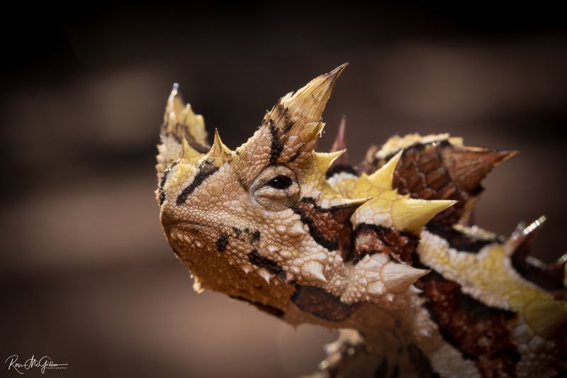 Thorny Devil