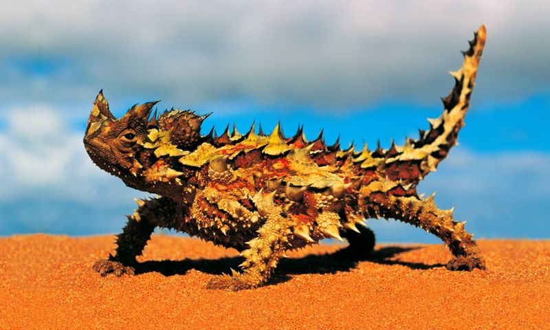 Thorny Devil's Skin Channels