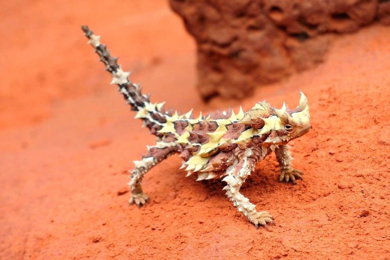 Thorny Devil