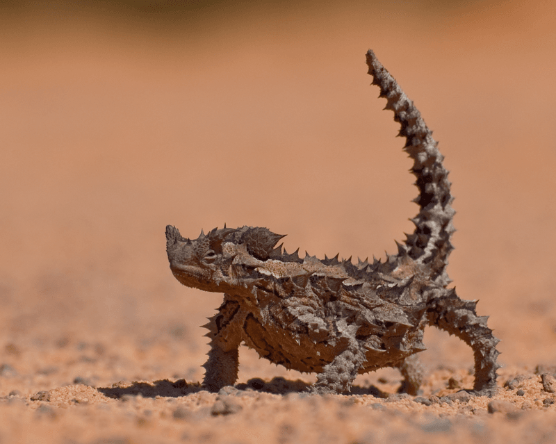 Thorny Devil