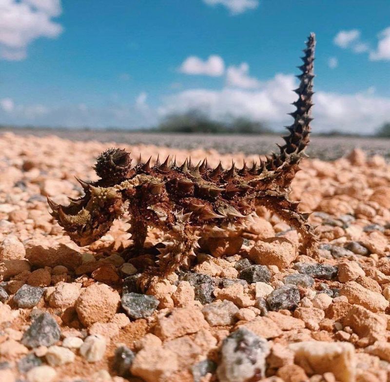 Thorny Dragon