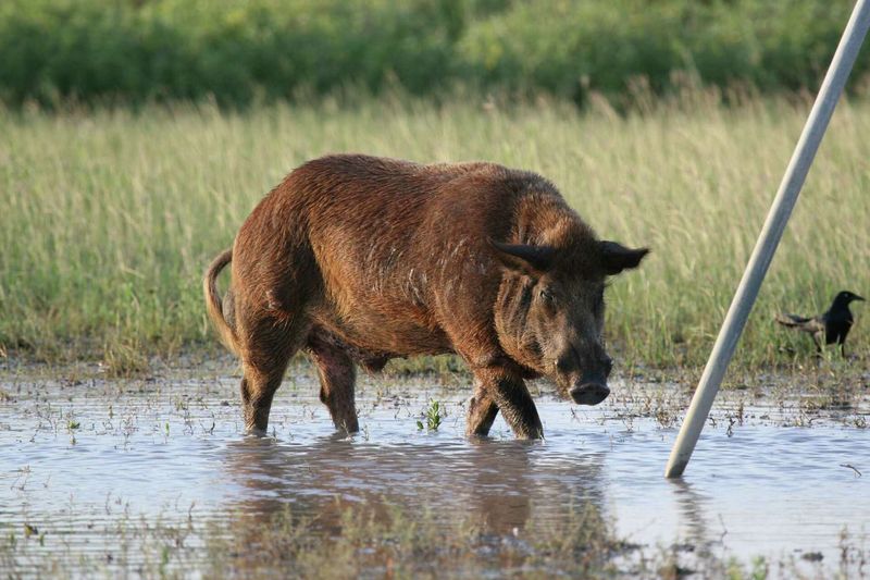 Threat to Native Wildlife