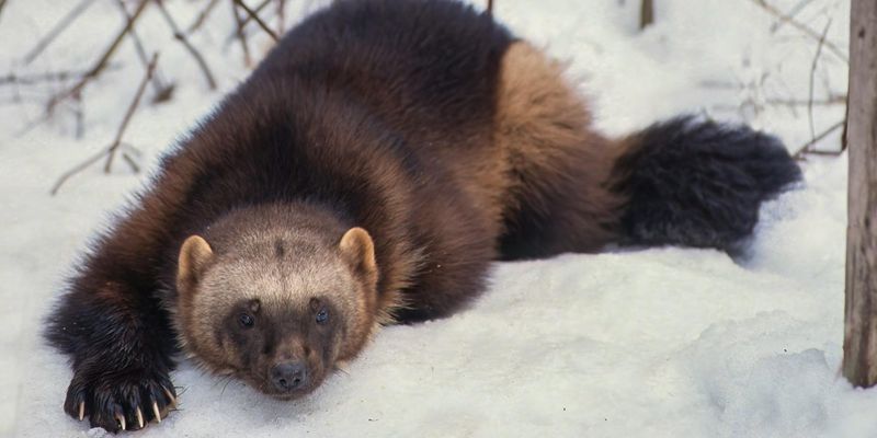 Threats to Wolverine Populations